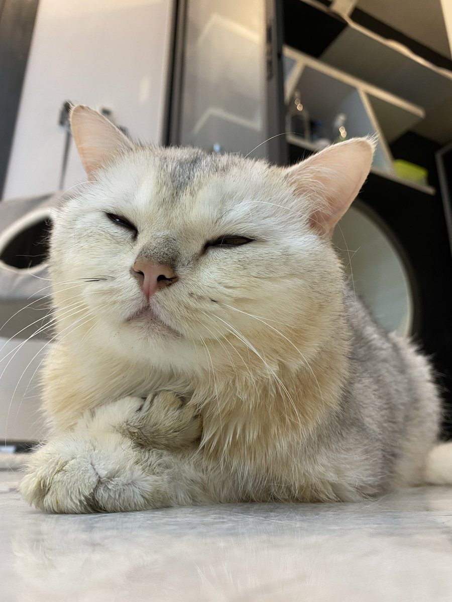 Cat’s Butler 🤍 tweet media