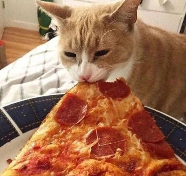 Daily Cat Posts tweet media