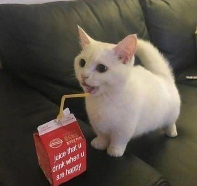 Daily Cat Posts tweet media