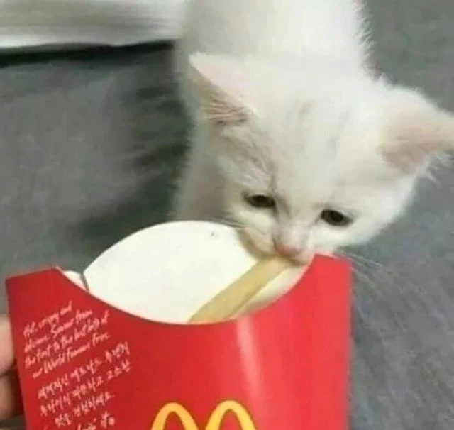 Daily Cat Posts tweet media