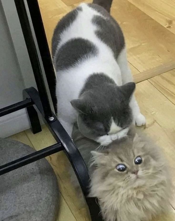 No Context Cats tweet media