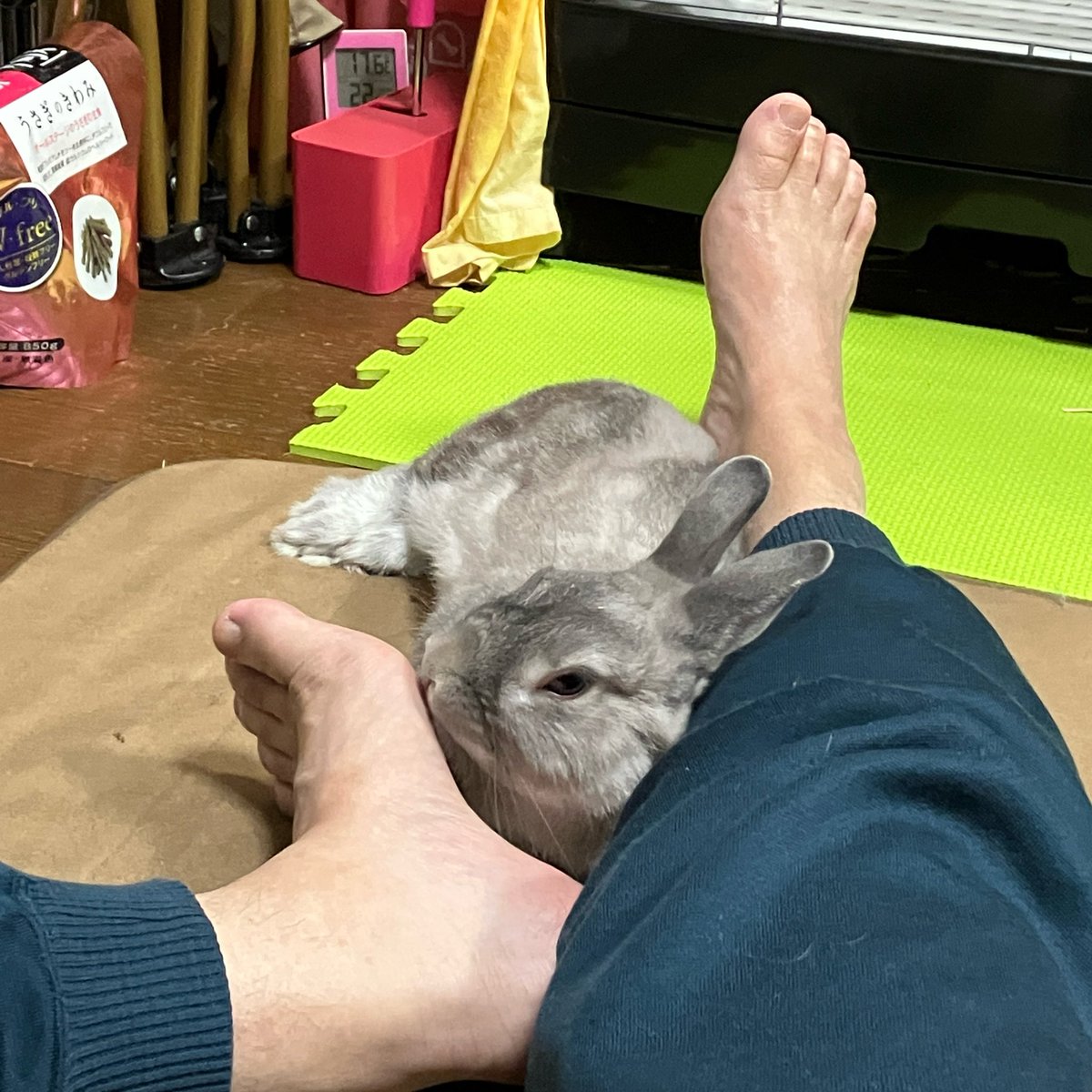 たっつぁん🐰 tweet media