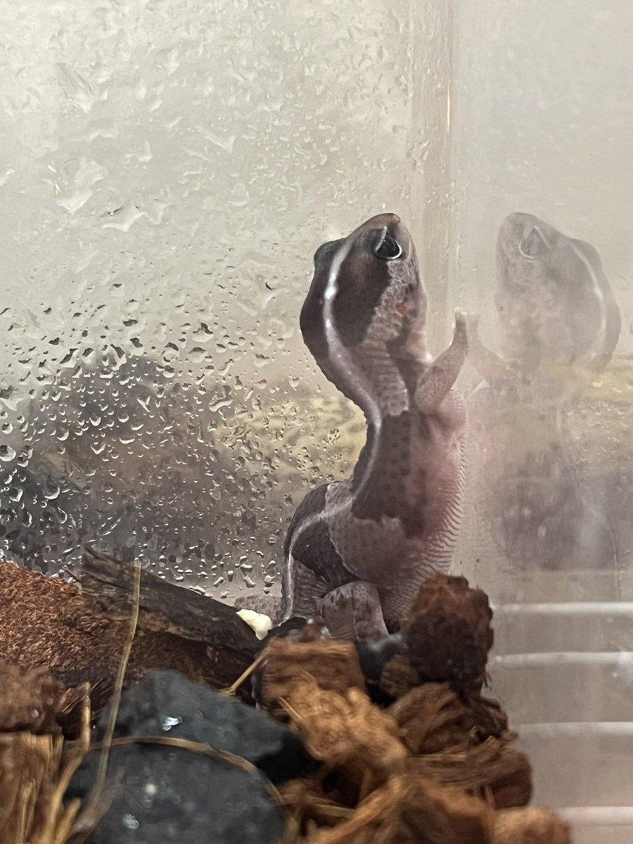 今日お迎えが決まった子🦎✨  
かわいい写真が撮れました😊

初めての爬虫類飼育ということで、  
生体に合わせたケージや用品も一緒にご相談いただきました。

環境が整うまで、店頭で大切にお預かりいたします。

専門店として、安心してお迎えいただけるようにご案内していきます😊

#爬虫類