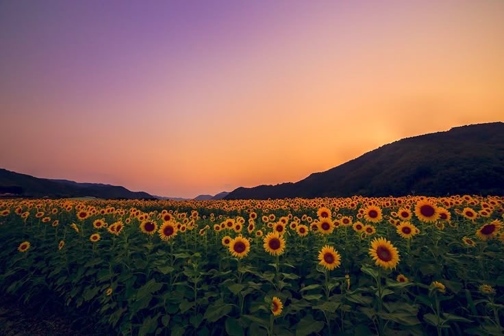 SUNFLOWER 🌻 tweet media