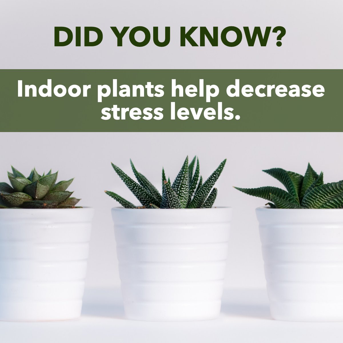 ElaineZackaRE's tweet image. Did you know? Indoor plants can lift your mood and reduce stress. 🤔

Add some to your home or office for a natural boost. 😉

How do you like to destress?

#plants #plant #succulent #plantfacts #indoorplants #houseplant