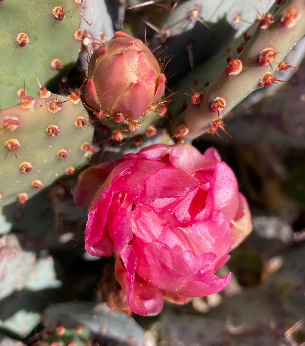wildcreativity's tweet image. Opening its face
to the warm morning sun
cactus flower.

#haiku #naturephotography