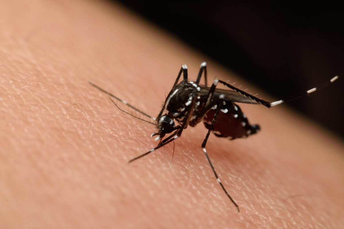 lwnvivat's tweet image. 🙌 New research on predicting West Nile virus. A new research paper shows a 20 year spatiotemporal study in humans and animals in Spain. Read further about the article 👉 pmc.ncbi.nlm.nih.gov/articles/PMC13…

#WestNileVirus #ClimateChange