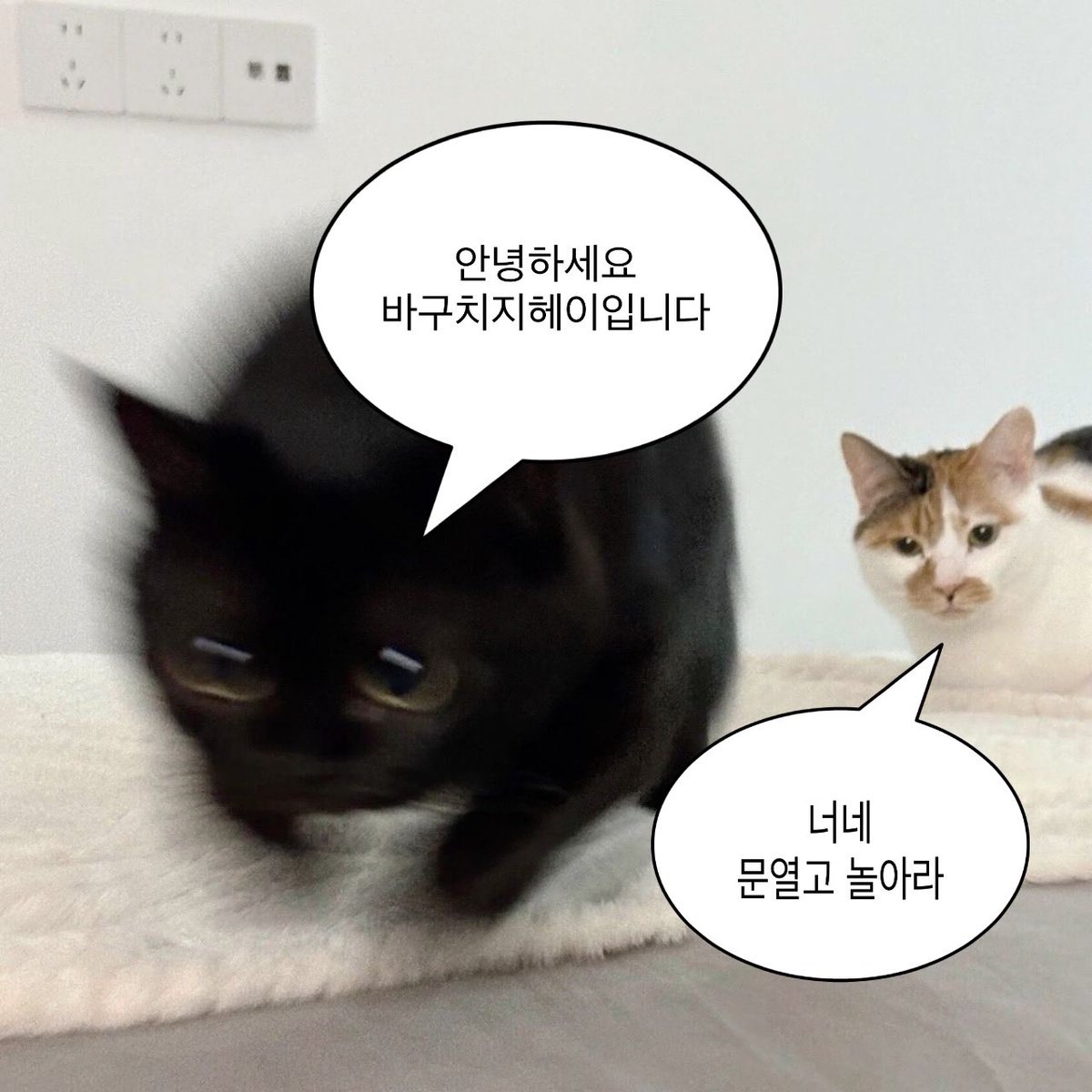 깽막바지 tweet media