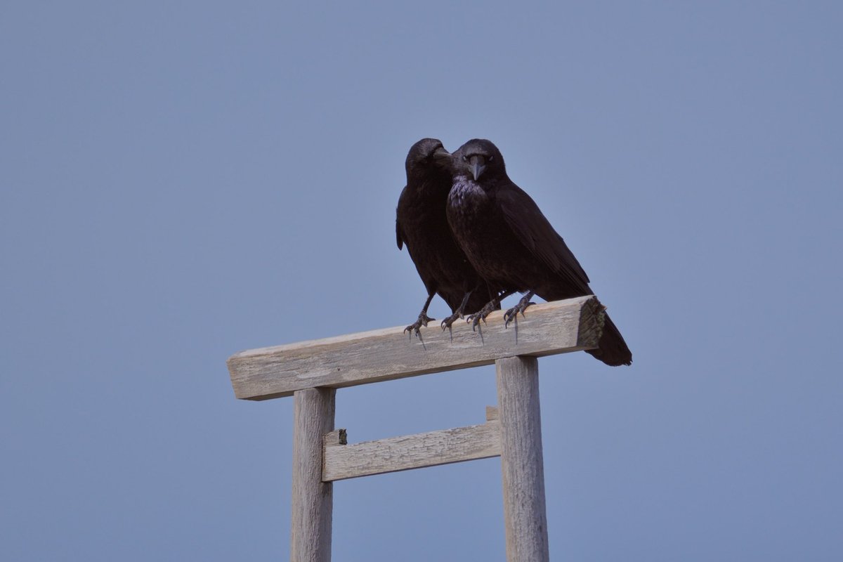hodoki_t's tweet photo. 夫婦岩と2羽のカラス
#写真好きな人と繋がりたい #カメラ好きと繋がりたい https://t.co/4Fs0pn2aBt