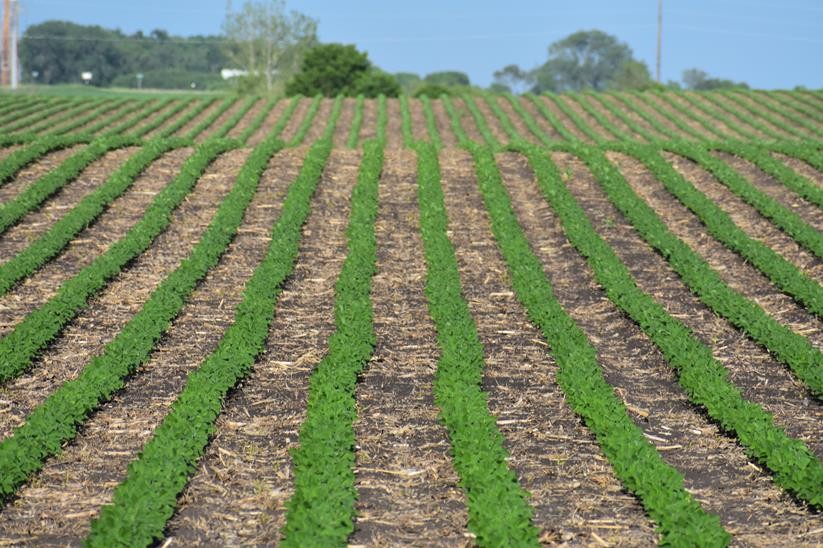 AGVISE's tweet photo. Do high nitrogen fertilizer prices have you thinking about more soybean acres in 2026? A high-yielding soybean crop still requires proper phosphorus and potassium nutrition – be sure you have current soil test information. More at https://t.co/ar5mumb2RQ https://t.co/mXGS95vswv