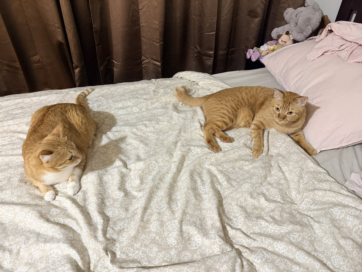 ginger_bois's tweet image. Not allowed to sleep yet Hooms, you need to play with us first 🤭 The #gingerbois new bedtime routine- tumblebugs in the bed! 😺😻. #cats #catsoftwitter