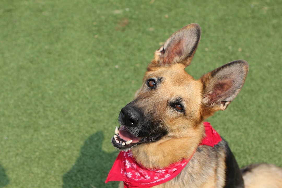 comunidadmaspet's tweet image. 🐱🐶 MasPet es una comunidad de amantes de los animales, al servicio de las familias y profesionales.⁠ mas.pet

#mascota #mascotas #pet #pets #veterinaria #veterinario #perro #dogs #cats #gato #perros #familia #amor #peluqueriacanina