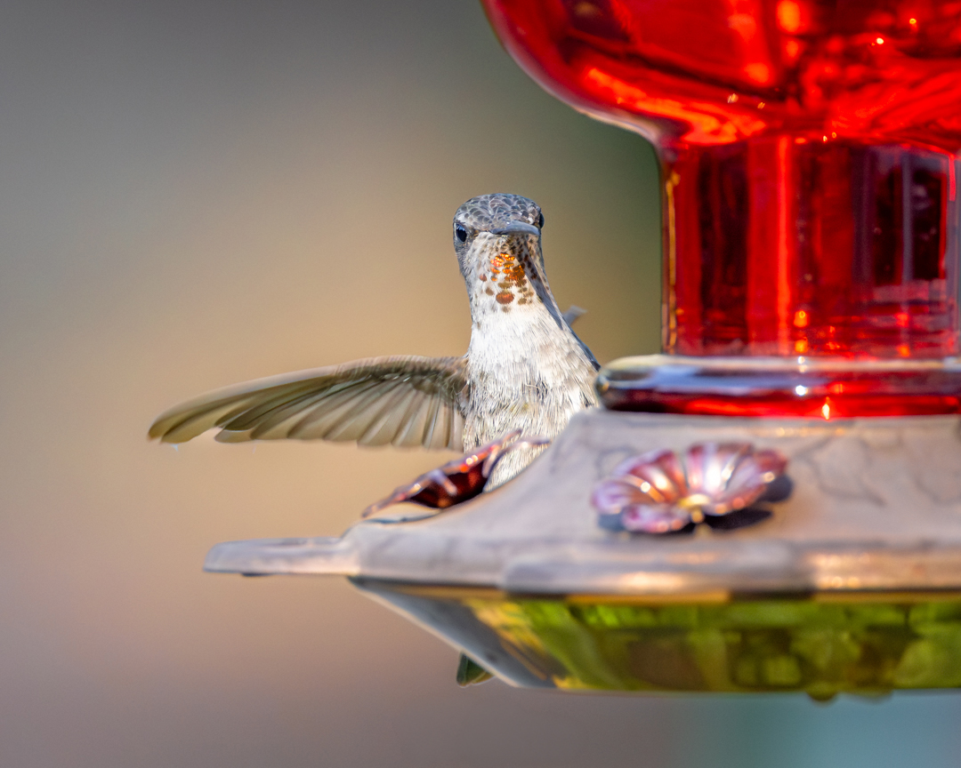 Tina Quillen Photography tweet media