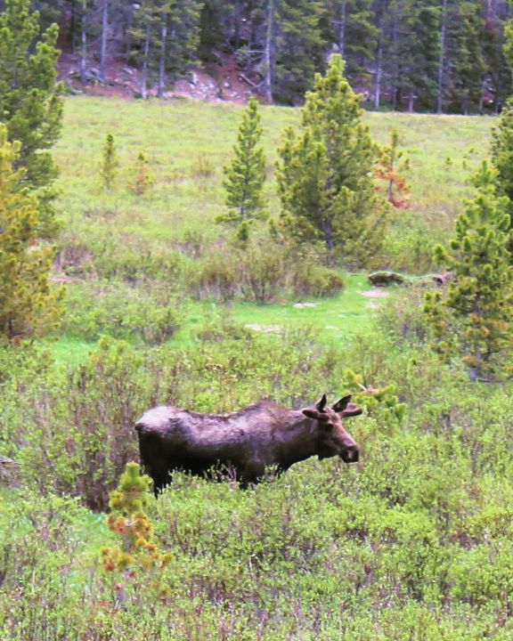 TASundry's tweet photo. Art of the Day! "Moose Munch". Buy at: https://t.co/rwEEzqBgzD https://t.co/Og91PqH2cl