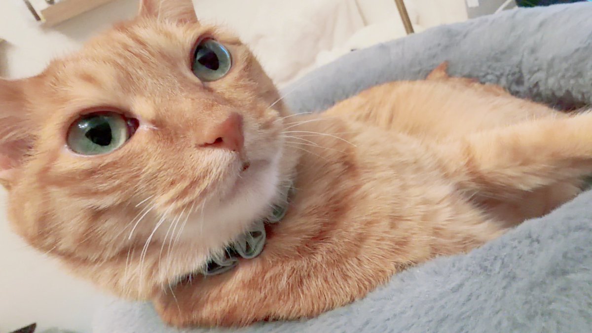 猫に高級な餌をトッピングとして買い与えたら、そこしか食べないわ毛艶がよくなるわで凄いホワホワ毛