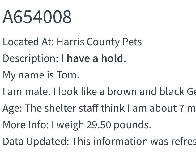 💙🎉💙🎉Now this is how it should be!! Puppy TOM has been reserved! No puppy (or any dog 🐶) should ever be this terrified! Thank you all so very much for acting so quickly to get him to safety 🙏🙏More details to come as they become available! 
Sweet TOM 🥳🎈
Houston #TX