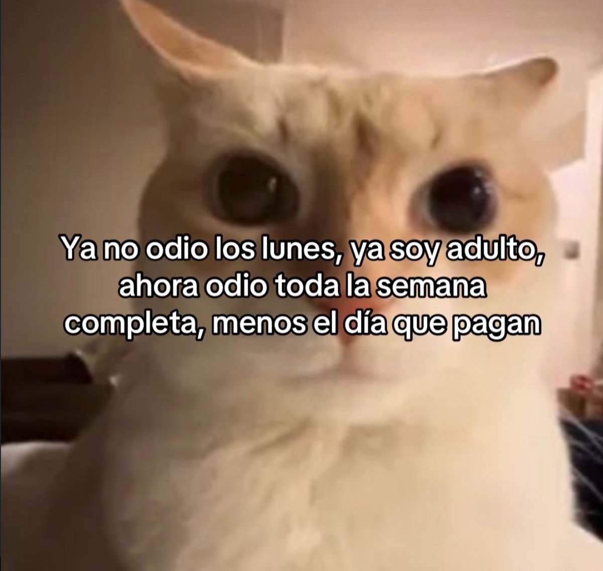 skereunpesado's tweet photo. https://t.co/DkPICoESAK