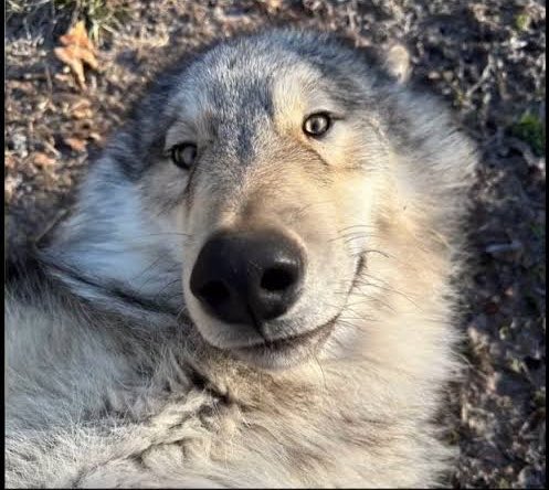 wolfncrisis's tweet photo. every decision in your life has
led you to see this picture now https://t.co/o3D7v7UACt
