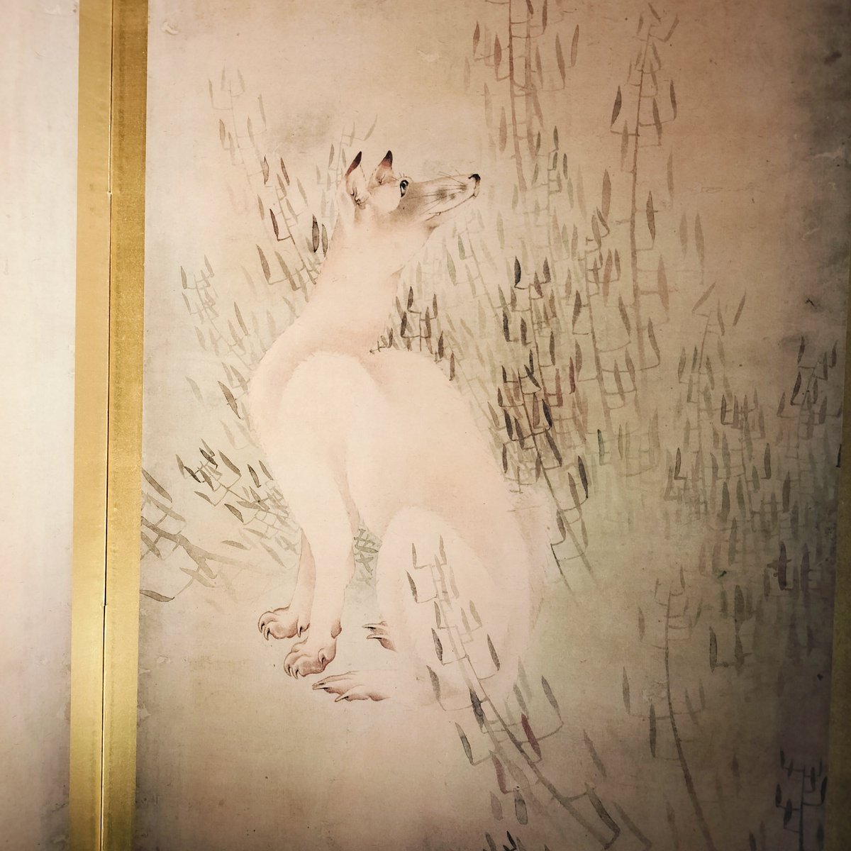 こうもりかわいい