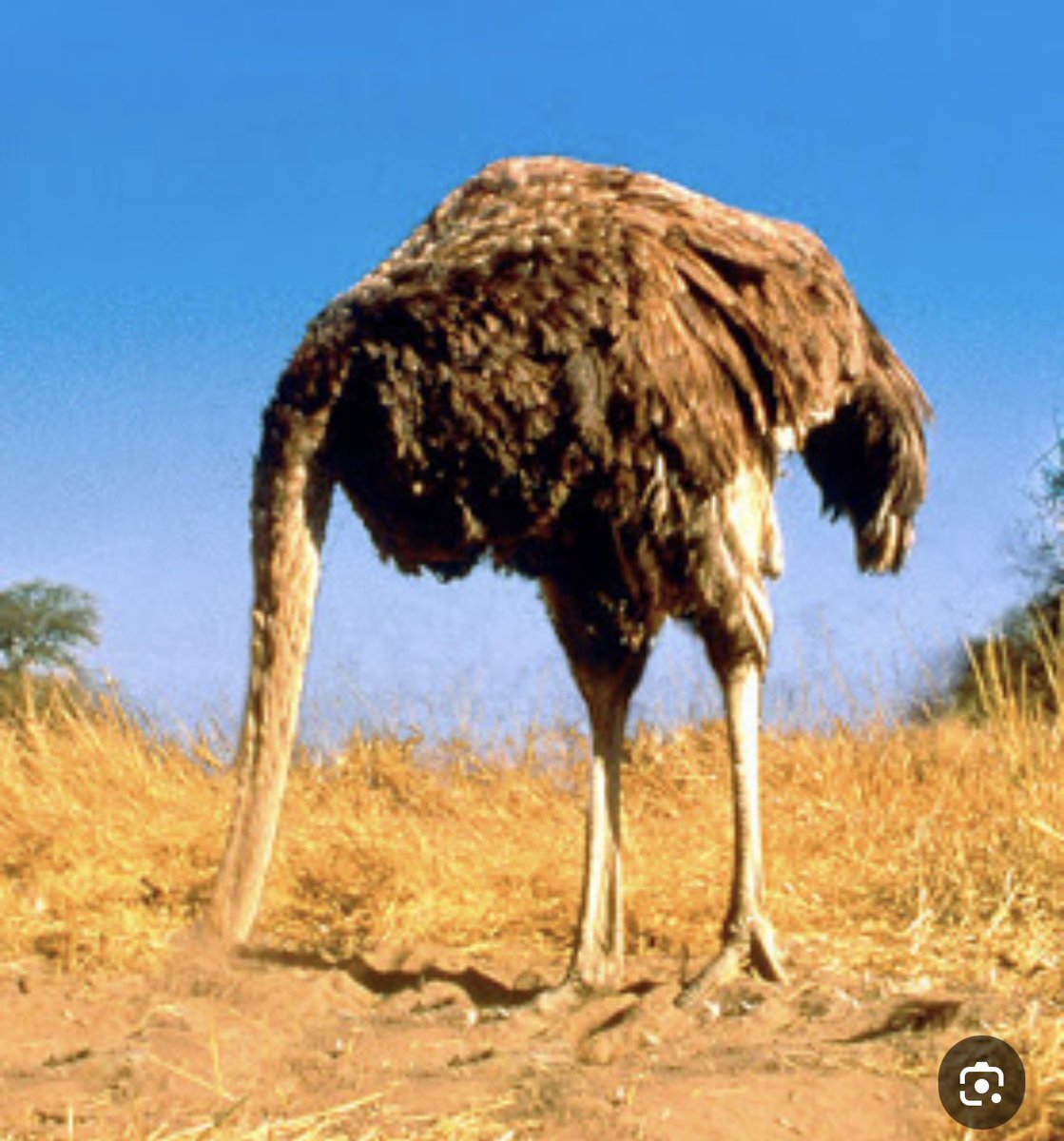ابناء زايد tweet media