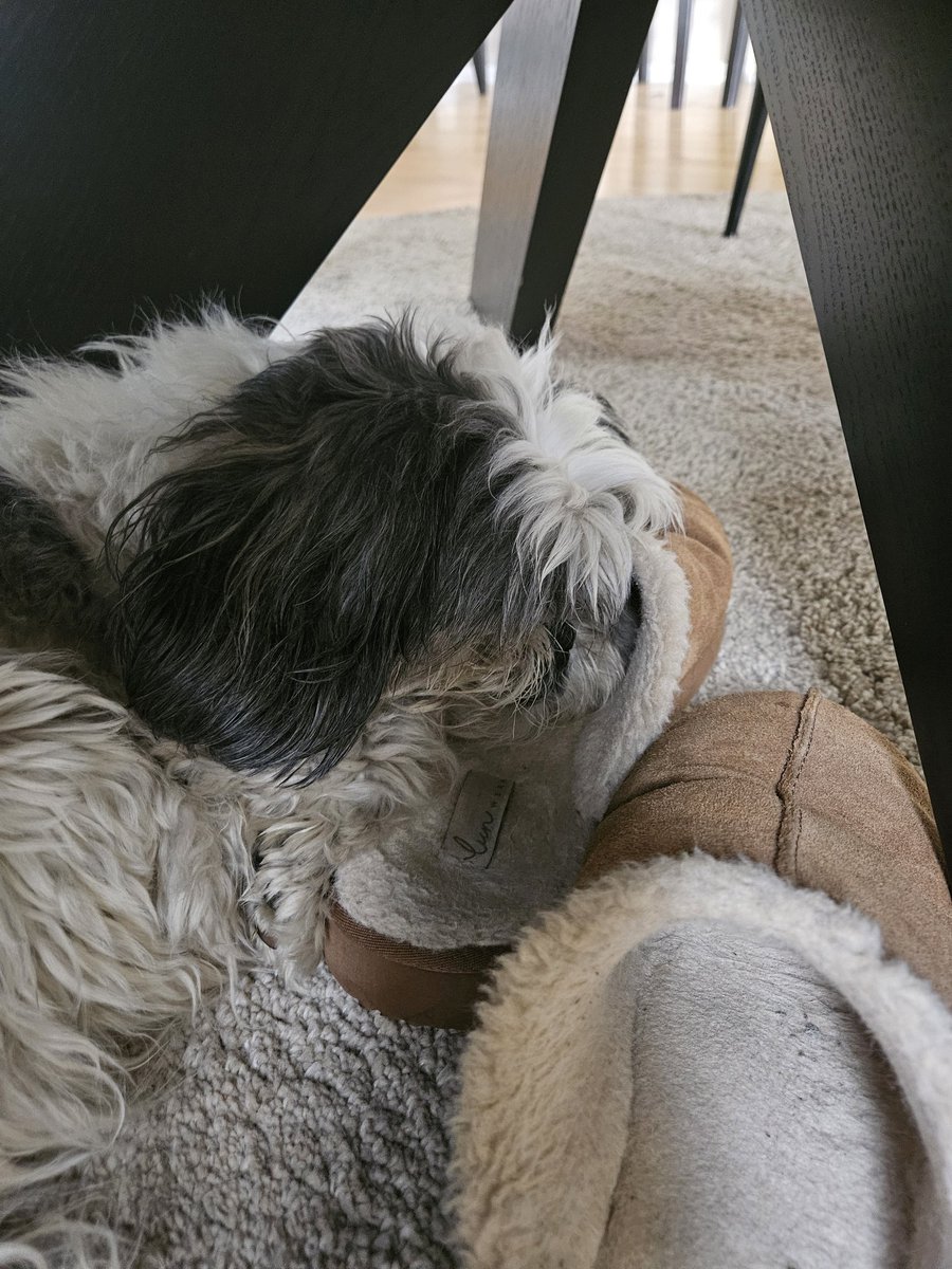 Azowlyphale's tweet photo. I want my slipper back but he's using it as a pillow,,, https://t.co/yHvJdzpLbj