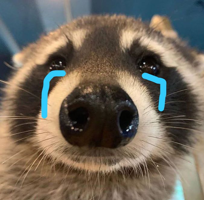 Raccoon tweet media