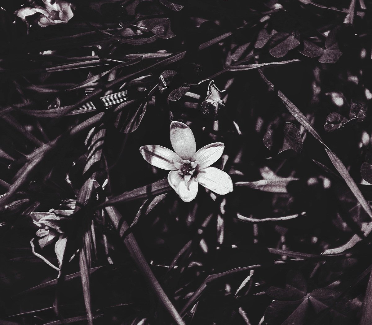 A_Sapphireh's tweet image. #Poesia sgualcita 
#monochrome #wildflower 

📸Aura S.