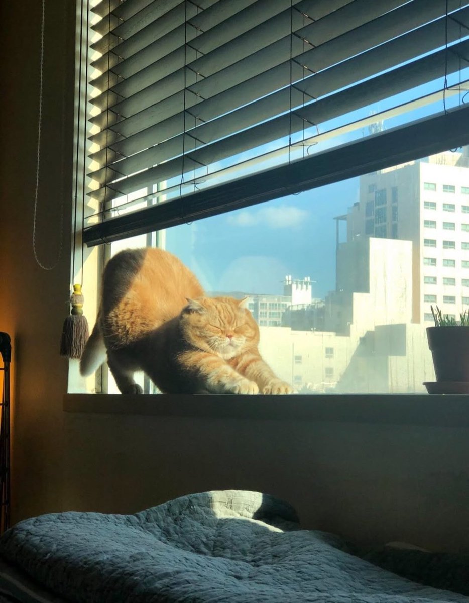 Daily Cat Posts tweet media