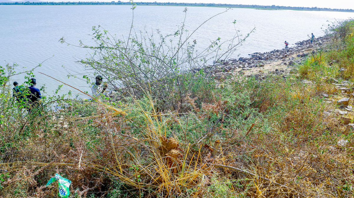 RealArije's tweet photo. Agricultural Revitalization And Employment Under The Renewed Hope Agenda | Babajide @BabajideFadoju  

At Kafin Chiri Dam, the Renewed Hope Agenda's emphasis on agricultural revitalisation, food security, and rural employment came into sharp focus. 

Senator Kawu Sumaila said the rehabilitation of the dam followed sustained appeals to the Federal Government, noting that the facility had been abandoned for nearly four decades. 

Originally built around 1978, the project is now being revived under President Bola Ahmed Tinubu's Renewed Hope Agenda. About N95 billion has been approved for projects across Kano South Senatorial District, covering dams, rural roads, and agricultural support schemes, with approximately N15 billion specifically committed to the Kafin Chiri Dam and its irrigation infrastructure. 

The intervention also includes 6,000 tube wells across 16 local government areas to support farmers and boost irrigation based agriculture. This is what we call a serious empowerment, Sumaila said. 

There is no time in the history of Kano South District, nobody after Audu Bako, nobody has come to our help like President Bola Tinubu and his team.

An engineer on the project team explained that the intervention includes a 9.47 kilometre primary canal, a 7.1 kilometre secondary canal, and additional field canals spanning 2.75 kilometres to deliver water to irrigation areas. 

This infrastructure is designed to bring dormant agricultural land back into productive use, enabling year round farming, creating rural employment opportunities for youths and women, and significantly improving food security across the district. Unlike environmental drainage projects that manage floodwaters and waste, the Kafin Chiri Dam is strictly an agricultural asset aimed at increasing crop production and stabilising farm incomes. The rehabilitation stands as a flagship example of federal intervention delivering tangible relief to farming communities that had waited decades for action.

#RenewedHopeInAction #TinubuDidIt