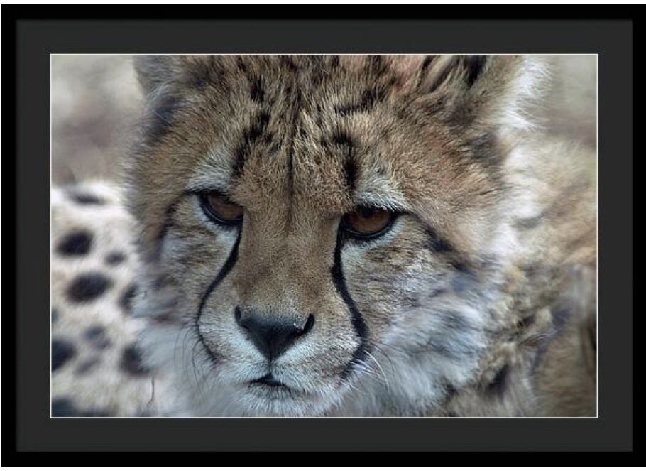 shonna99784's tweet image. A baby cheetah's close-up in the habitat has a view of its face, capturing the intricate spots and sharp gaze. The fur appears soft and textured, with a background that blurs into… 🛒 ⬇️ 

Baby Cheetah Close Up in Habitat shonnahawkinsphotography.com/featured/baby-…

#CheetahCub
#Closeup
#Wildlife
