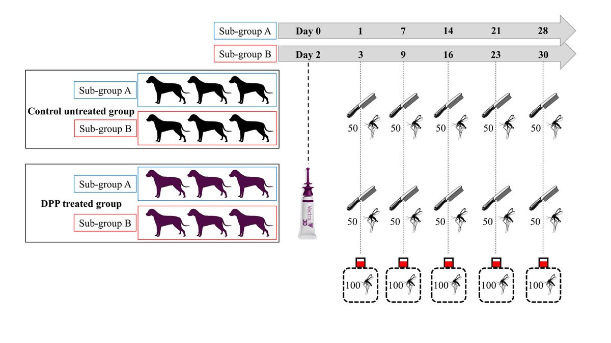 ParasiteJournal's tweet image. New paper in press:
A novel 3R-compliant ex vivo approach to assess ectoparasiticide repellency against Phlebotomus perniciosus in dogs
Soon... parasite-journal.org