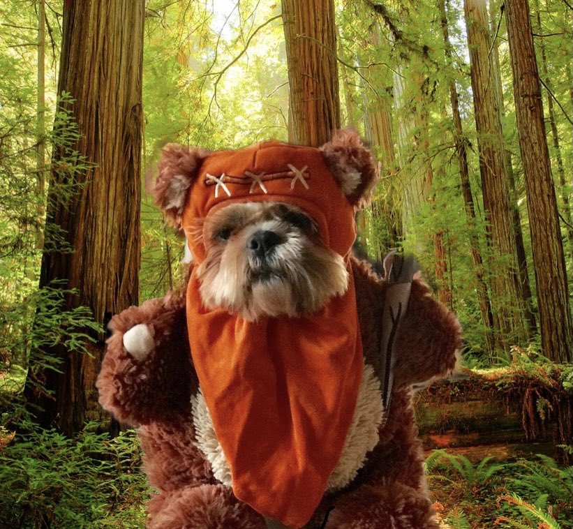 jinglebelly's tweet photo. May the 4th Be with You!! https://t.co/4EPZN28Mtn