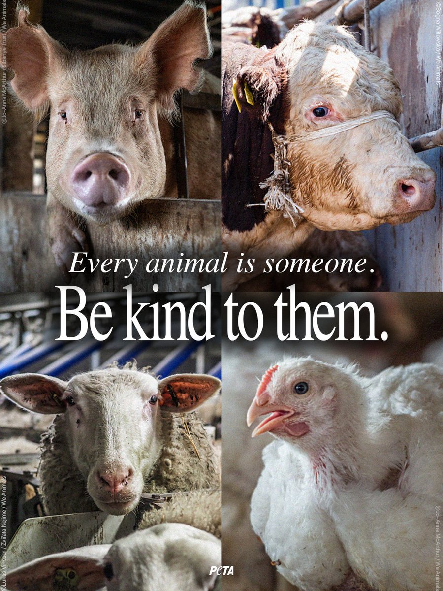 PETA tweet media