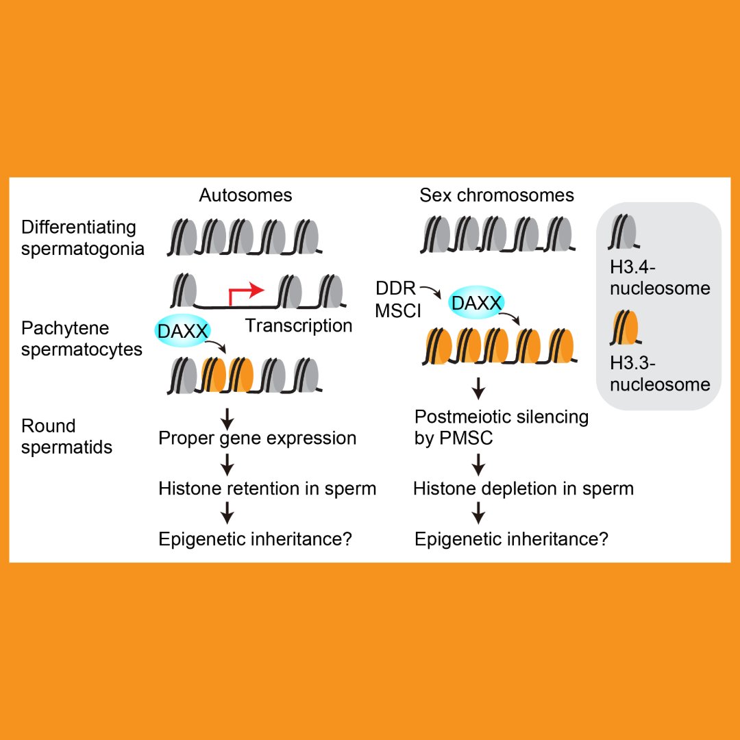 Genes & Development tweet media