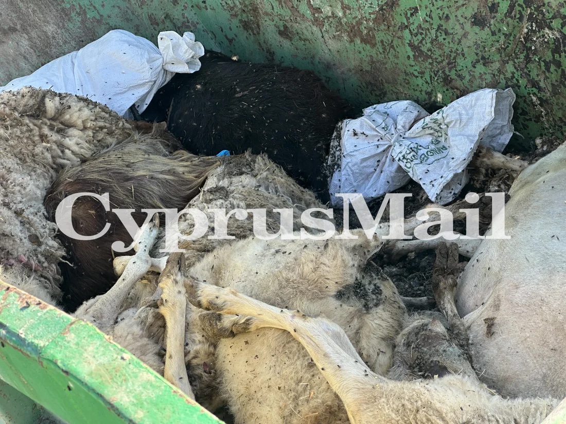 SIMV_RP's tweet image. 🐄🇨🇾 #FMD à Chypre : les services vétérinaires lient une partie de la propagation de la fièvre aphteuse à des mouvements illégaux d’animaux entre élevages
ow.ly/n5TT50YUvni

#Biosécurité :; Des moutons morts retrouvés dans une benne... 
ow.ly/Ly2q50YUvnh