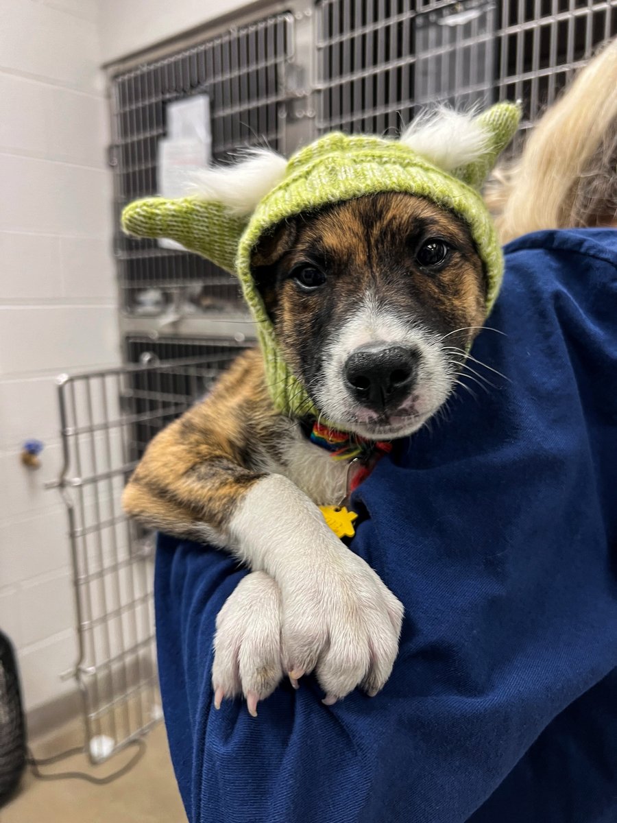 Humane Society of Missouri tweet media
