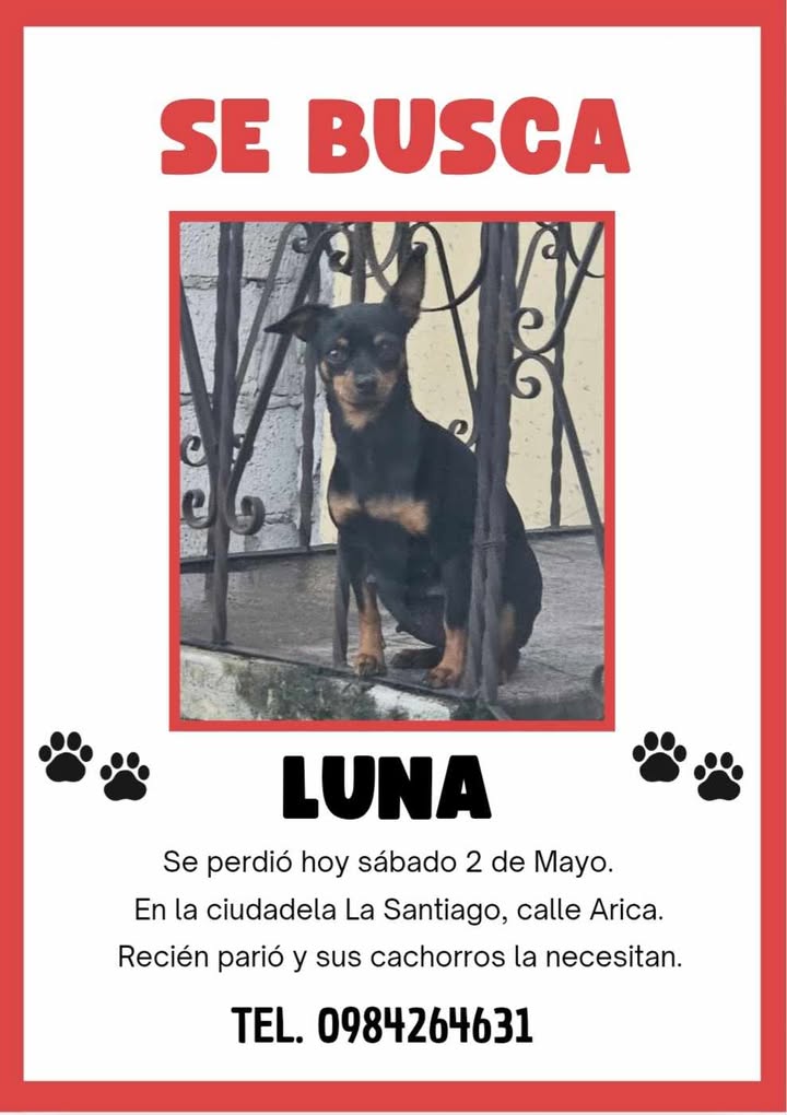 AlertaMePerdi's tweet image. #PERDIDA #QUITO
Nombre: #Luna
Fecha: 2026-05-02
Sector: Sur, Calle Arica y el Canelo
Sexo: Hembra
Raza: Pincher
Observación: Está recién parida
Contacto: 0984264631
¡Ayúdalo a volver con su familia!
 #AlertaMePerdí