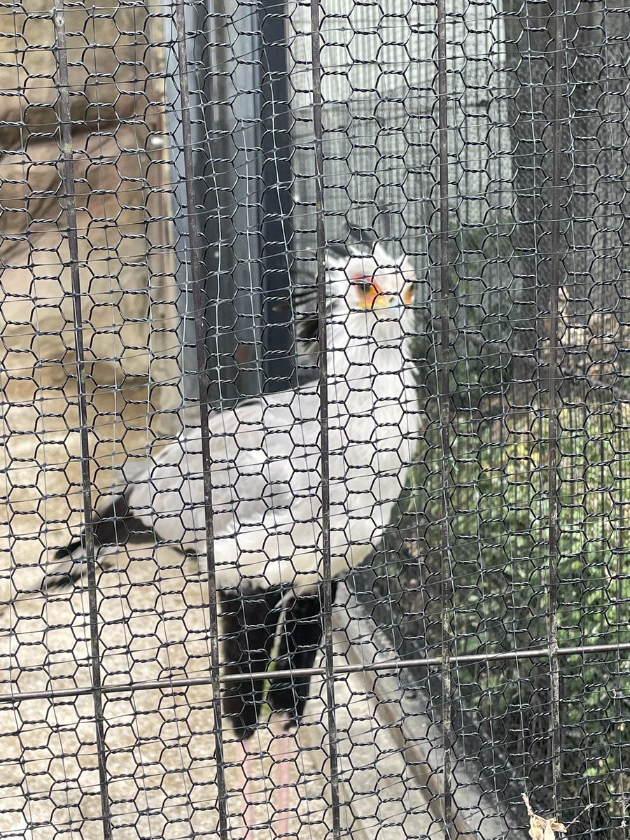 📍東武動物公園🐾
トランと二人で動物園行ってきた🍀*゜
ずっと会いたかったちゃづけに会えて嬉しかったし、たくさんの動物に癒された꒰՞⸝⸝⊃ ·̫ <՞꒱💭