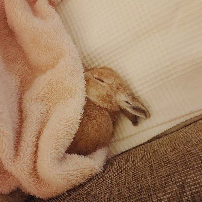 Why you should have a rabbit tweet media