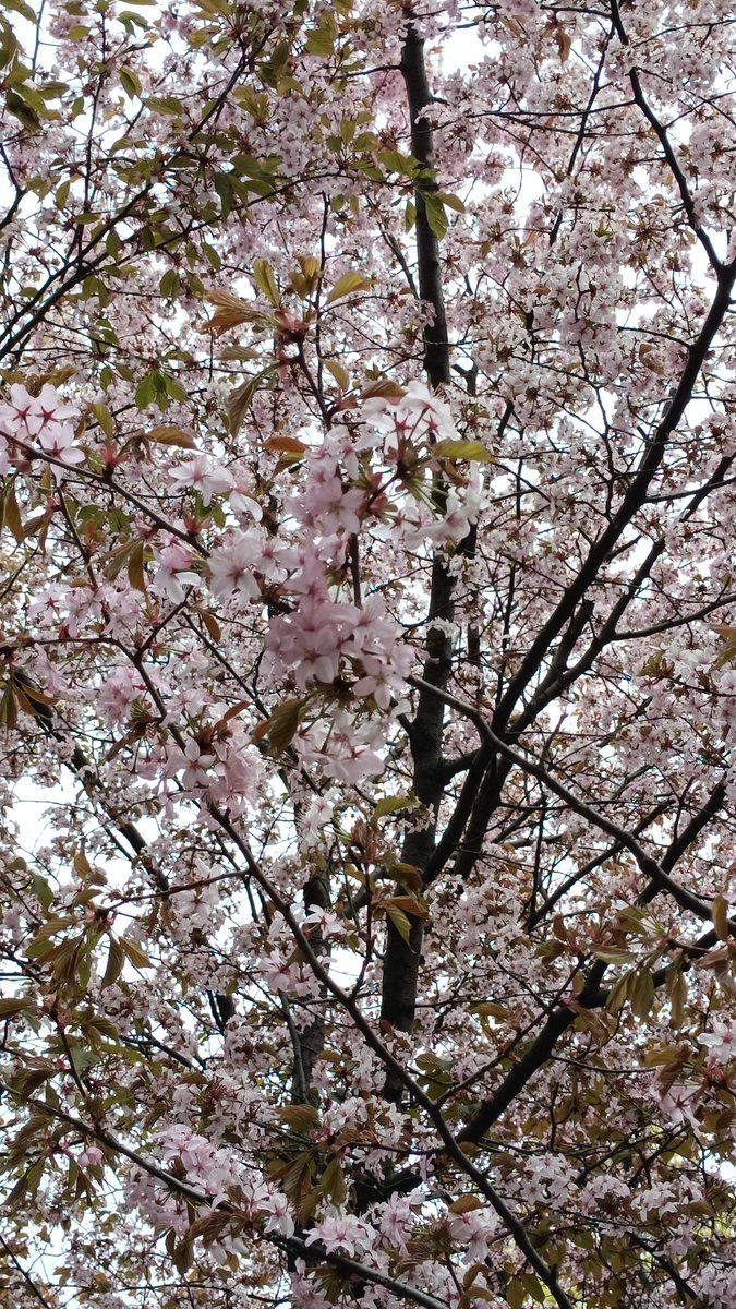 renchen 🌺 tweet media