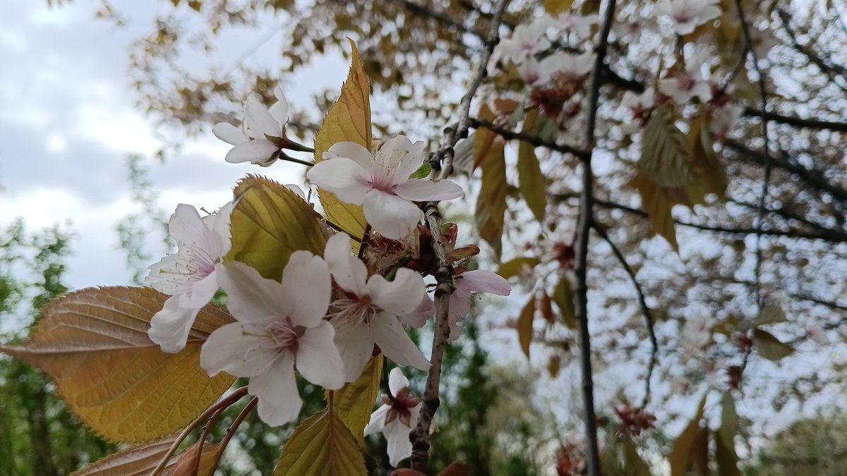 renchen 🌺 tweet media