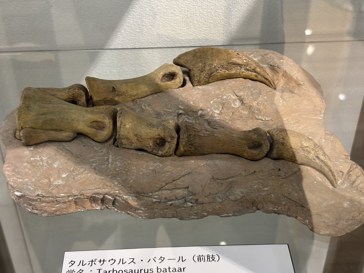 ジンベエー（2代目） tweet media