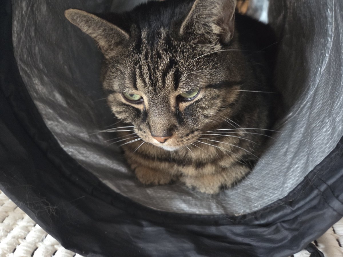 omvainio's tweet photo. @Kristinartz Hi, you look like me 🐱 https://t.co/St5zba2oiI