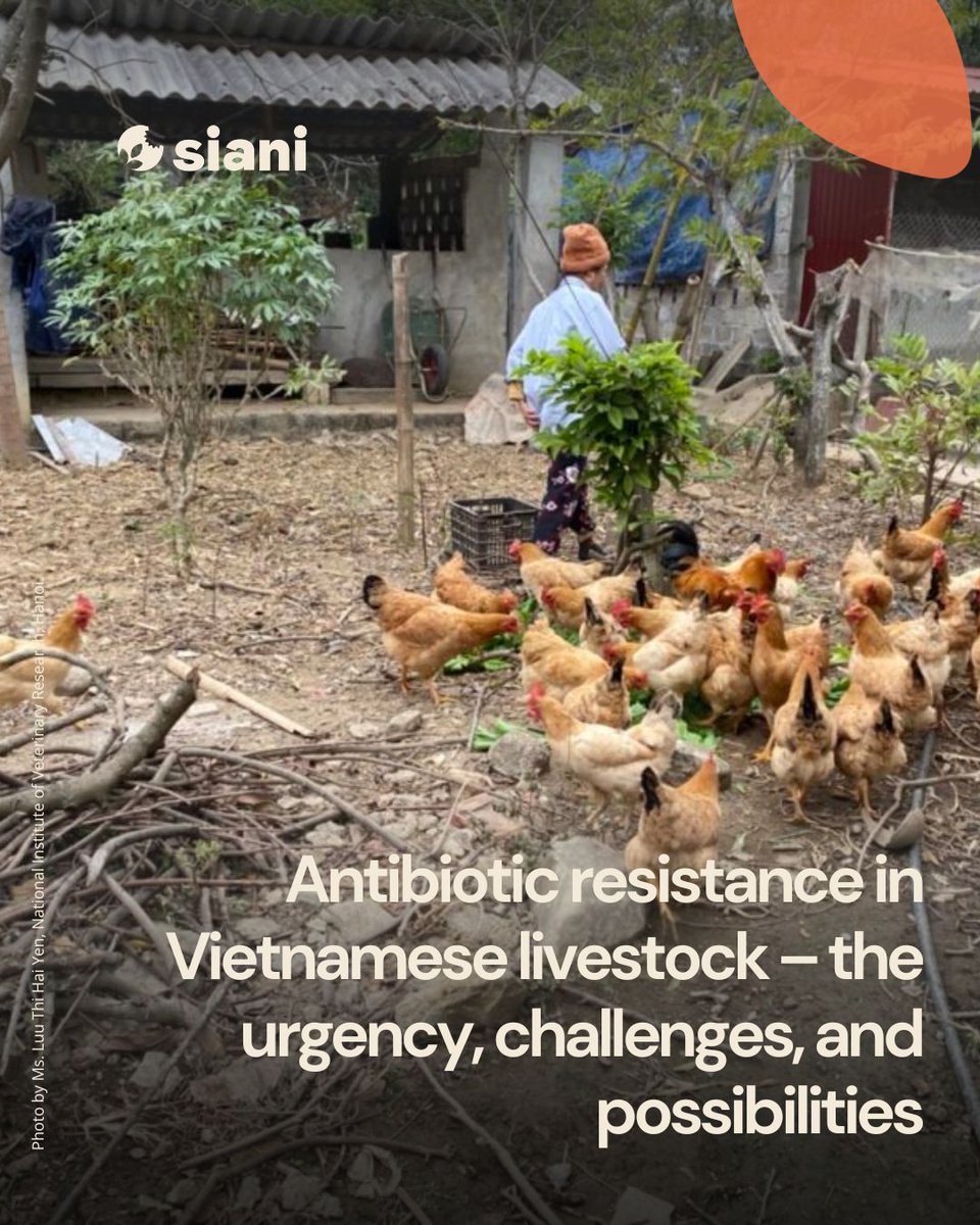 SIANIAgri's tweet photo. BLOG POST ⎮

S. Nohrborg reflects on #AMR in 🇻🇳poultry farming, where antibiotics are easy to buy, but veterinary services lack, leading to treatment without proper diagnosis.  But, veterinary drug shop staff can play a role in improving #AntibioticUse.

https://t.co/e14y3d0dMU https://t.co/6BTTzUwlUP
