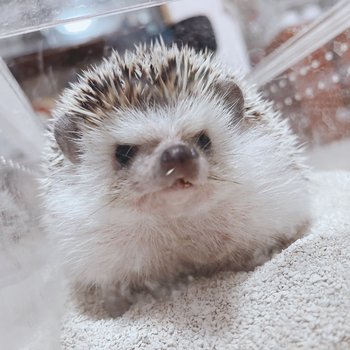 m_b_b_01's tweet photo. りおくんの月命日だね🦔
相変わらず可愛いなぁ https://t.co/41KLVfhNh7