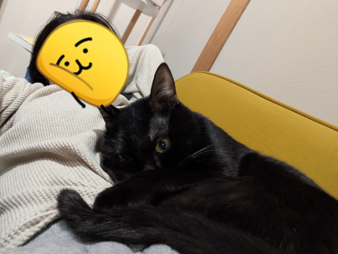 みんみん茶 tweet media