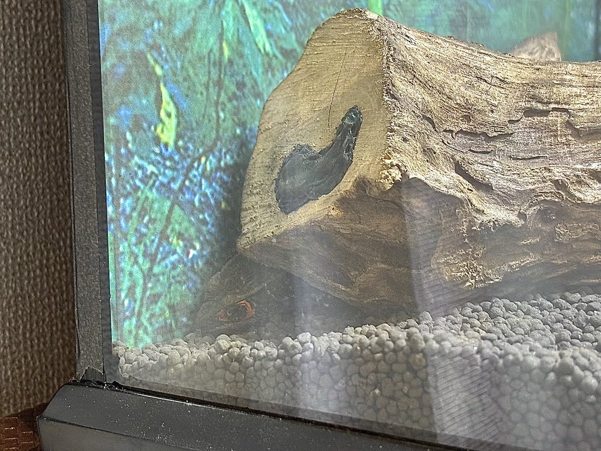 ast_007bbb's tweet photo. 隠れないお兄さんと隠れるお姉さん
#アカメカブトトカゲ https://t.co/fUdor63IBe