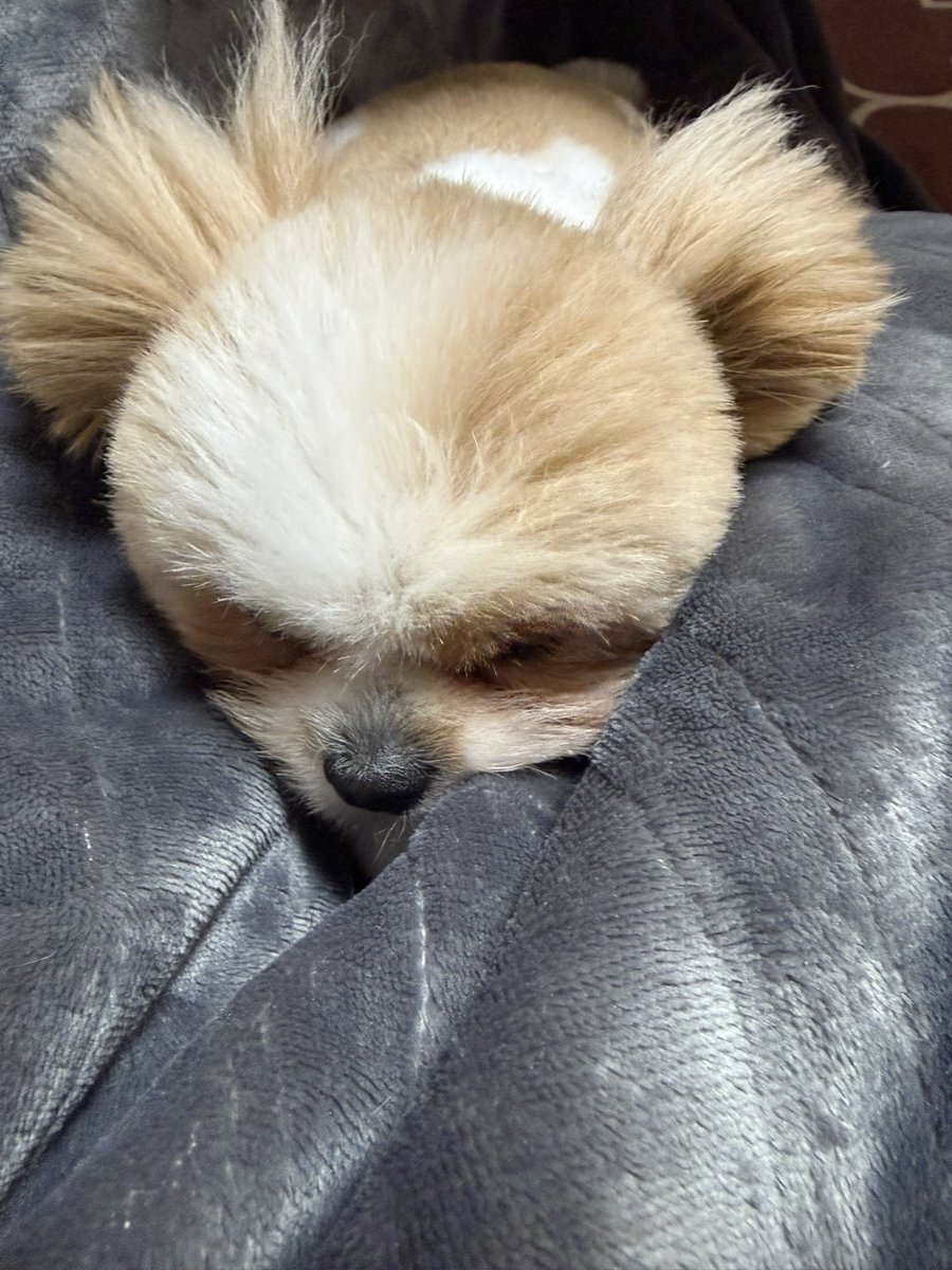 パパがずっとおるから、パパにひっつき虫の琥珀🐶💕 体制変えても