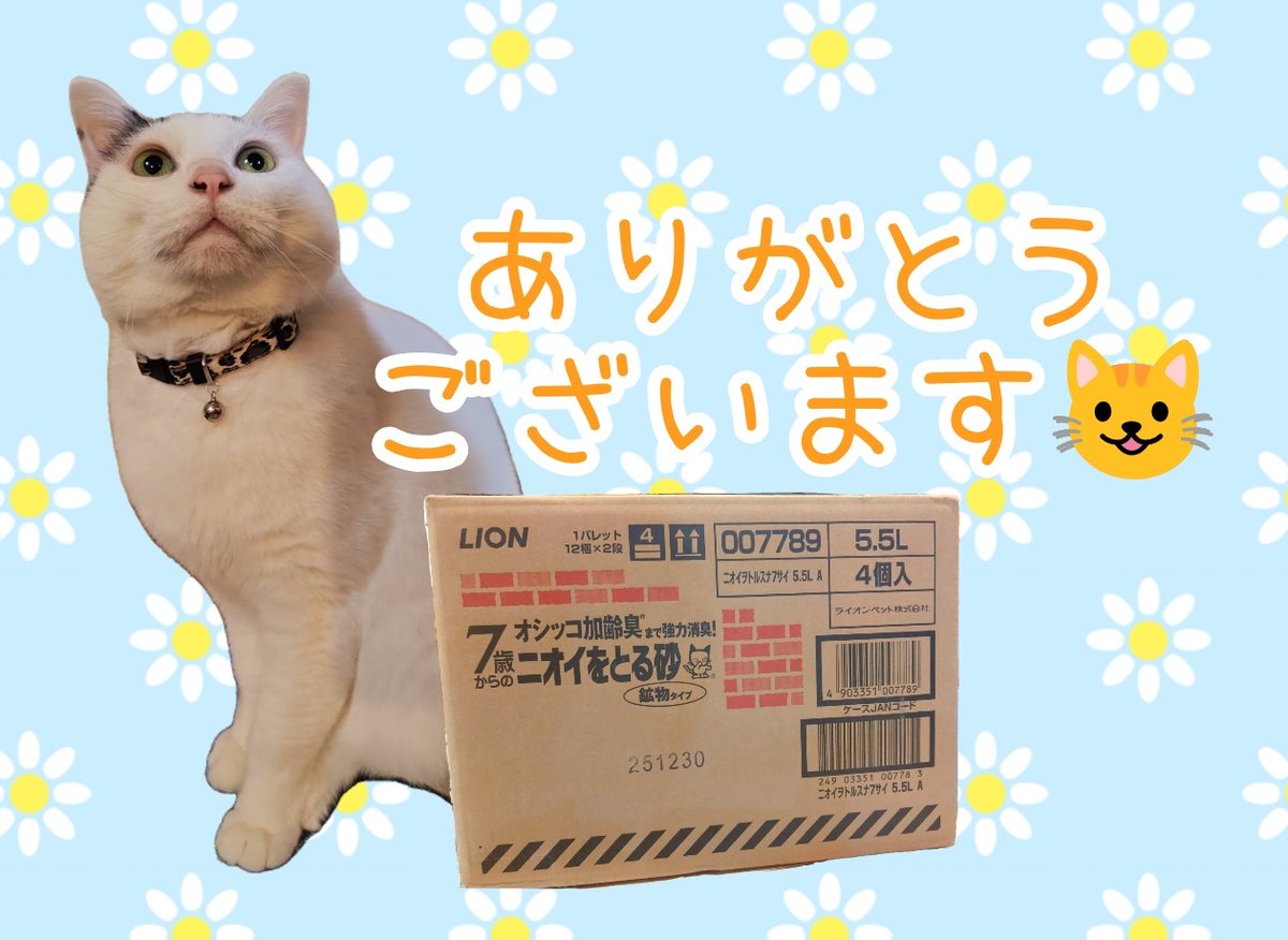 アニマルカフェけだま【貸切ふれあいのため予約制】 tweet media