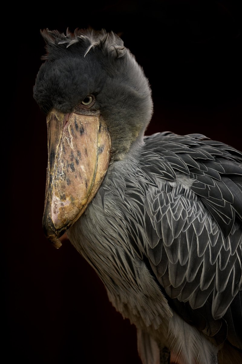shoebill #bird #japan #shizuoka